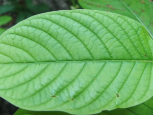 green leaf